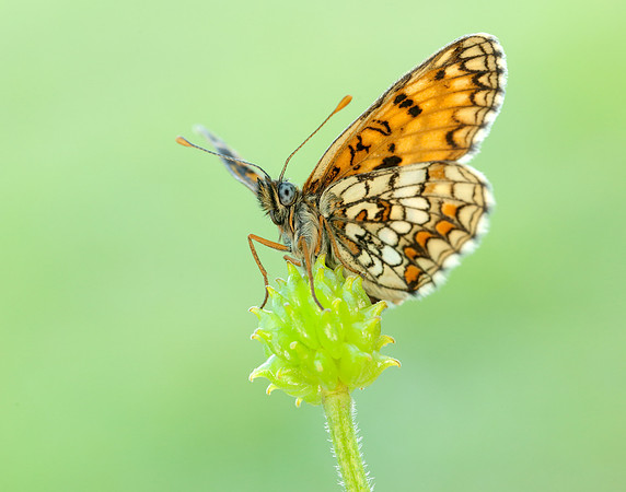 Heath Fritillary Melitaea athalia