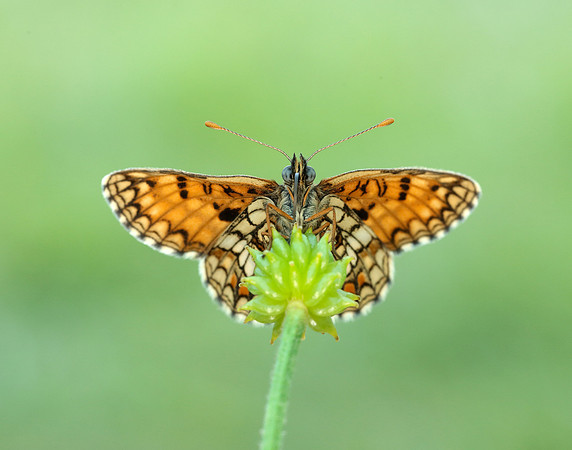 Heath Fritillary Melitaea athalia