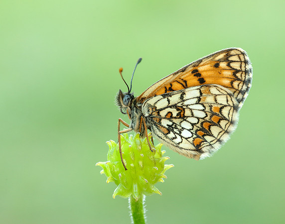 Heath Fritillary Melitaea athalia
