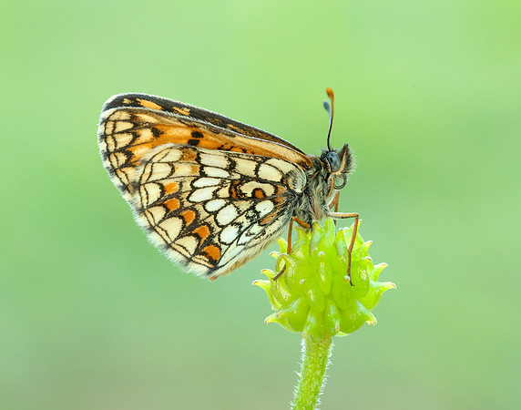 Heath Fritillary Melitaea athalia