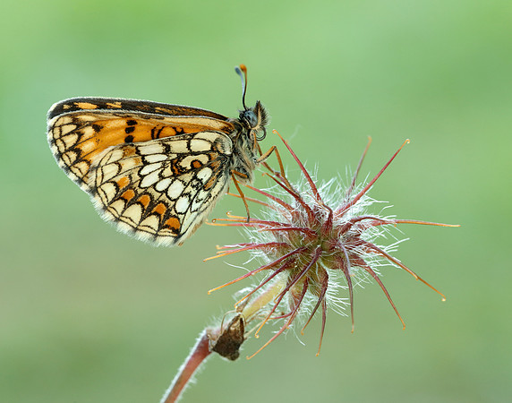 Heath Fritillary Melitaea athalia