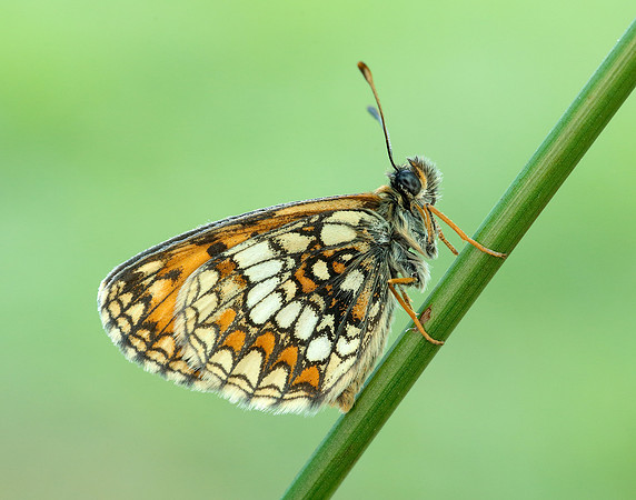 Heath Fritillary Melitaea athalia