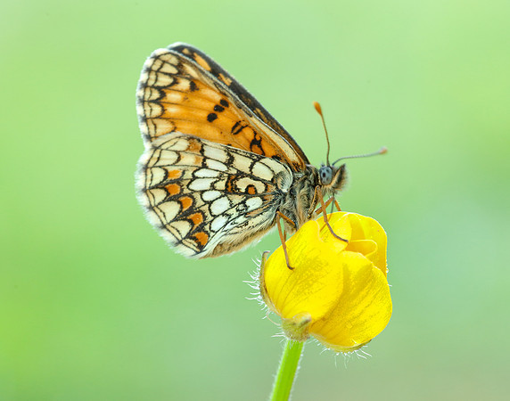 Heath Fritillary Melitaea athalia