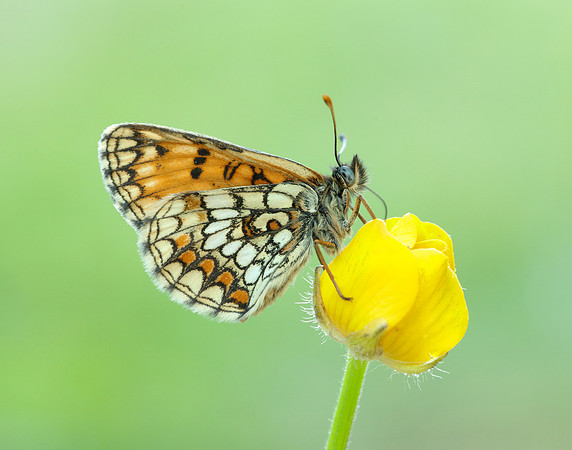 Heath Fritillary Melitaea athalia