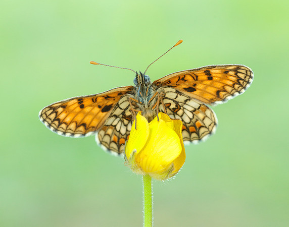 Heath Fritillary Melitaea athalia