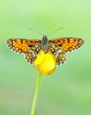 Heath Fritillary Melitaea athalia