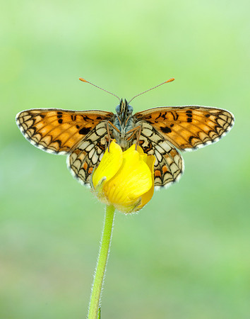 Heath Fritillary Melitaea athalia