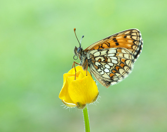 Heath Fritillary Melitaea athalia