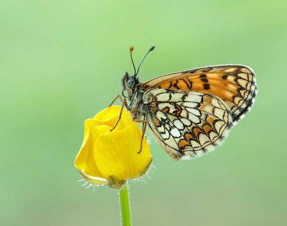 Heath Fritillary Melitaea athalia