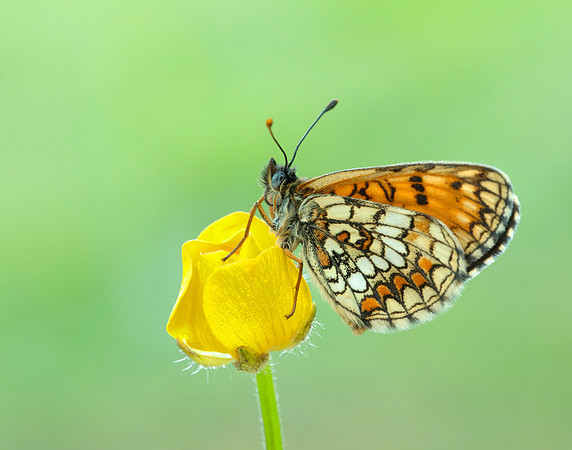 Heath Fritillary Melitaea athalia