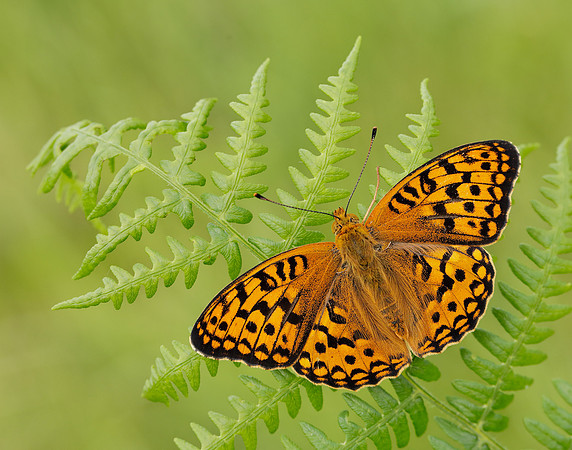 High Brown Fritillary Fabriciana adippe