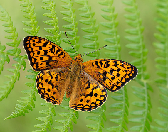 High Brown Fritillary Fabriciana adippe