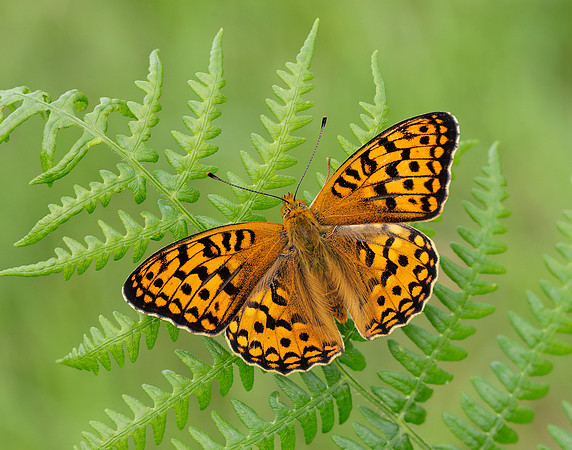 High Brown Fritillary Fabriciana adippe