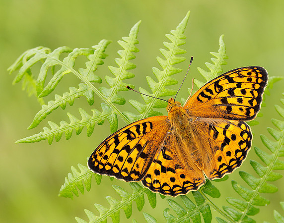 High Brown Fritillary Fabriciana adippe