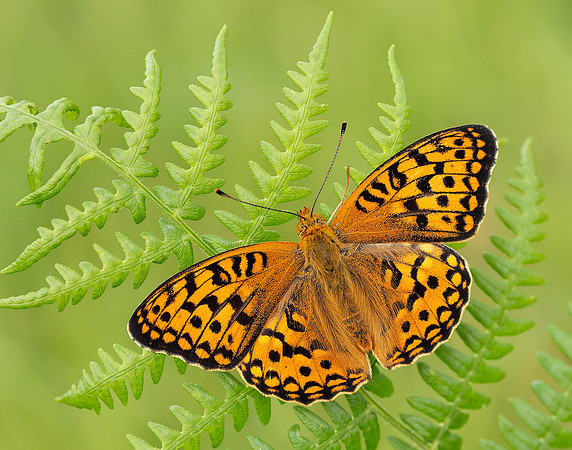 High Brown Fritillary Fabriciana adippe