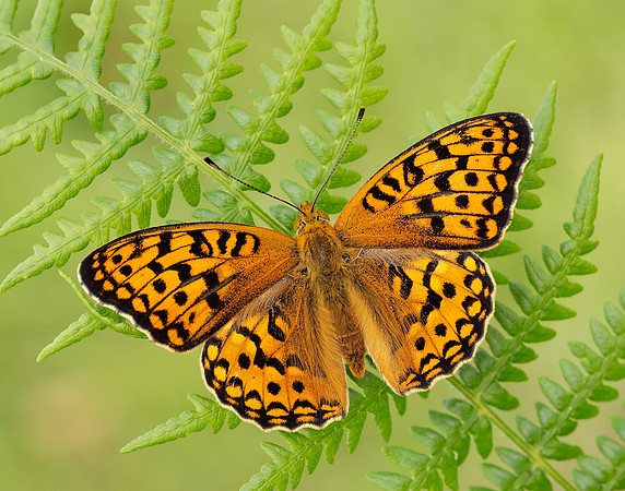 High Brown Fritillary Fabriciana adippe