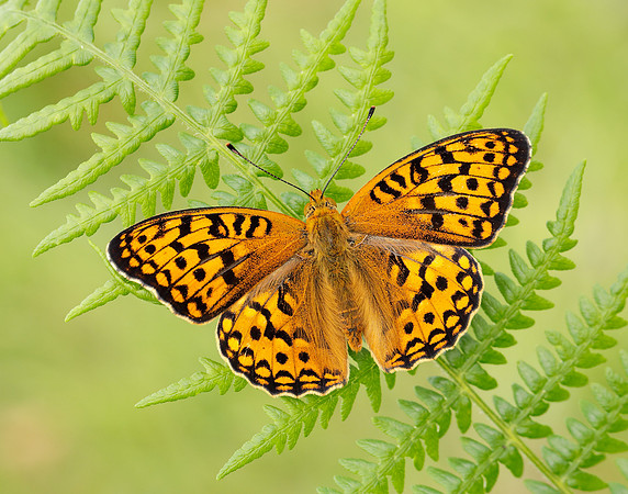 High Brown Fritillary Fabriciana adippe