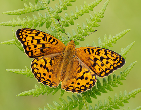 High Brown Fritillary Fabriciana adippe