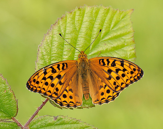 High Brown Fritillary Fabriciana adippe