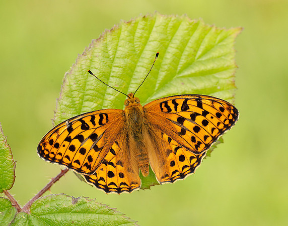 High Brown Fritillary Fabriciana adippe