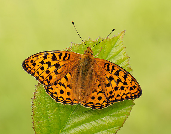 High Brown Fritillary Fabriciana adippe