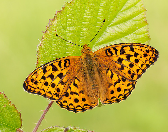 High Brown Fritillary Fabriciana adippe