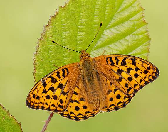 High Brown Fritillary Fabriciana adippe