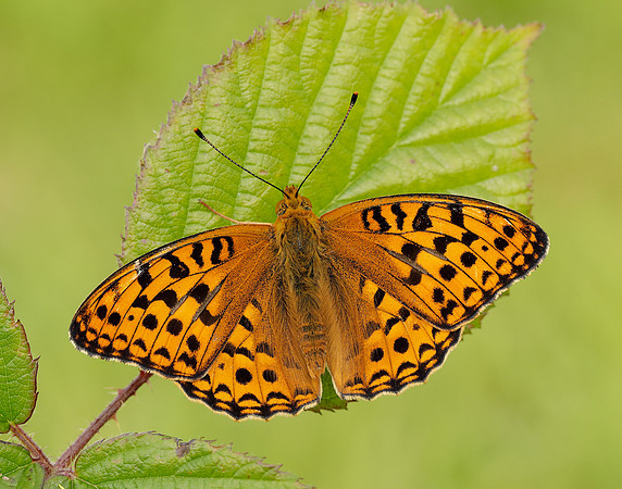 High Brown Fritillary Fabriciana adippe