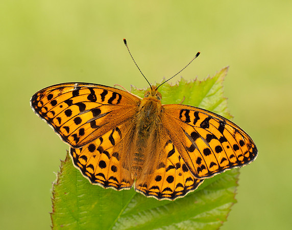 High Brown Fritillary Fabriciana adippe