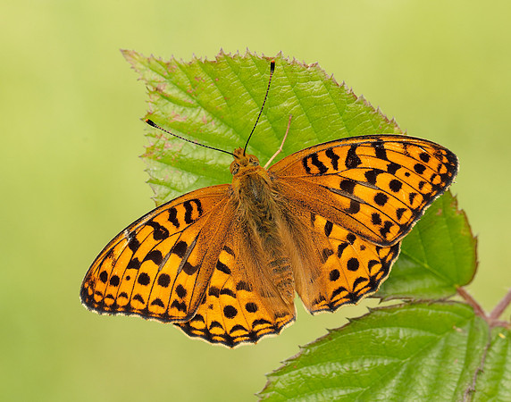 High Brown Fritillary Fabriciana adippe