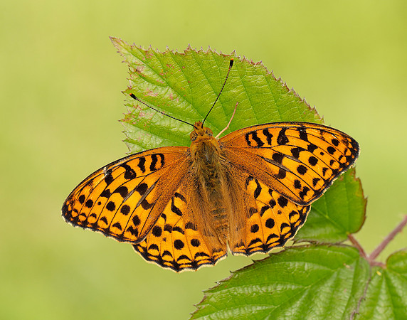 High Brown Fritillary Fabriciana adippe