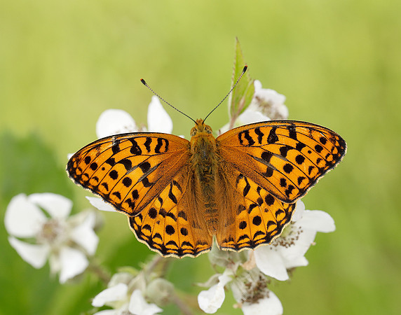 High Brown Fritillary Fabriciana adippe