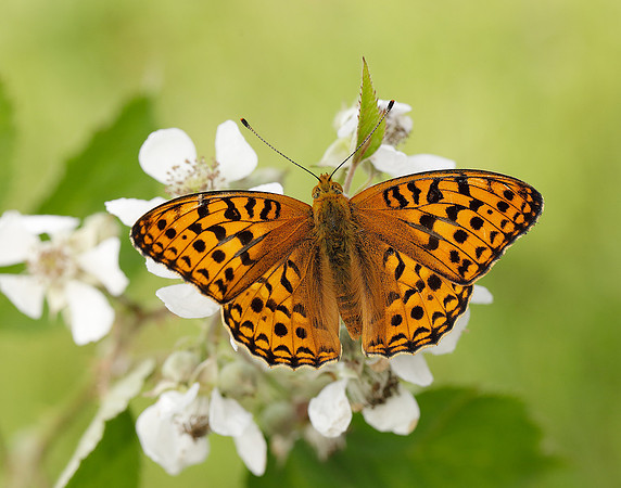 High Brown Fritillary Fabriciana adippe