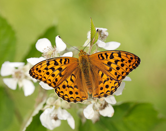 High Brown Fritillary Fabriciana adippe