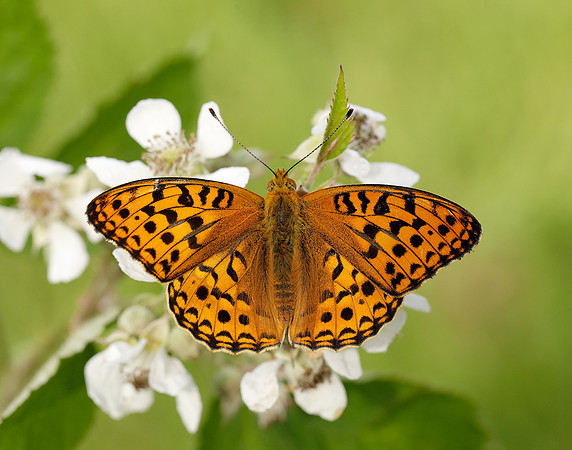 High Brown Fritillary Fabriciana adippe