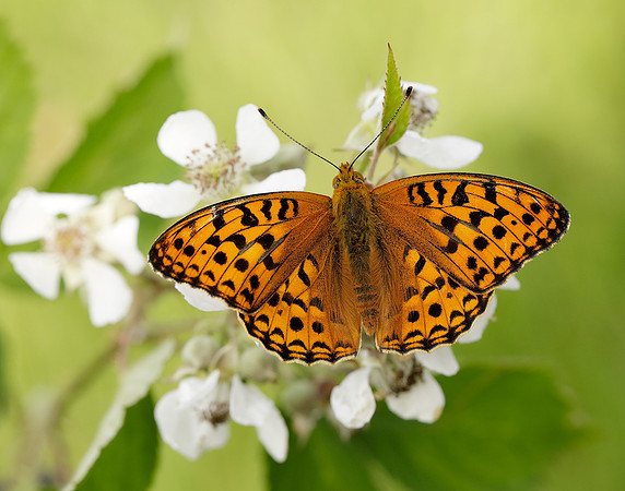 High Brown Fritillary Fabriciana adippe