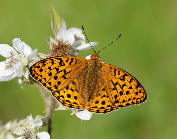 High Brown Fritillary Fabriciana adippe