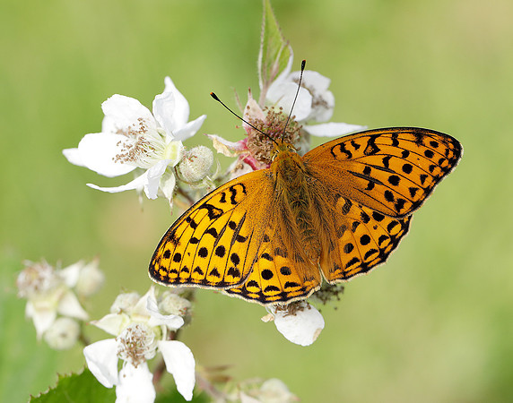 High Brown Fritillary Fabriciana adippe