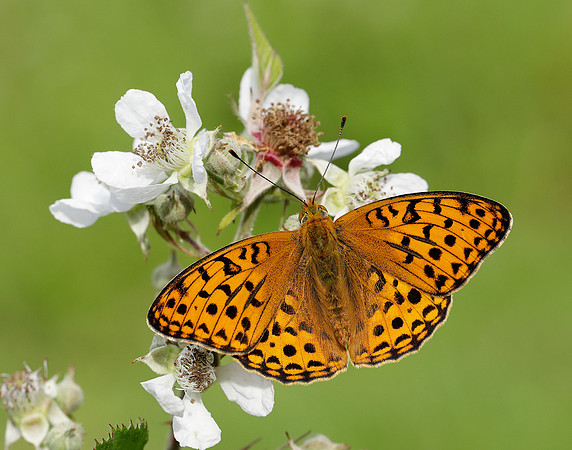 High Brown Fritillary Fabriciana adippe