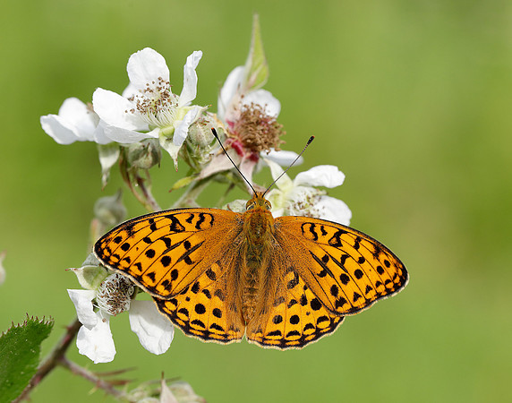 High Brown Fritillary Fabriciana adippe