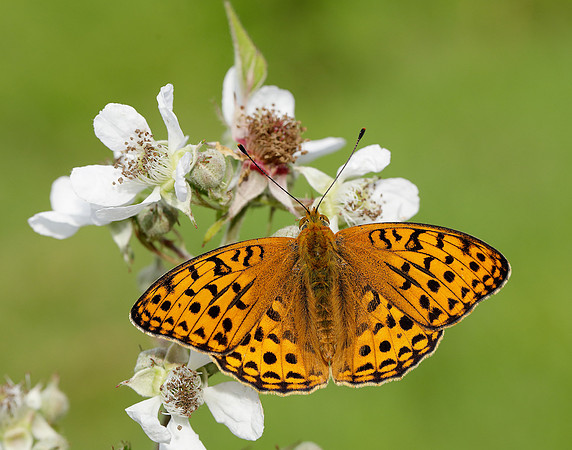 High Brown Fritillary Fabriciana adippe