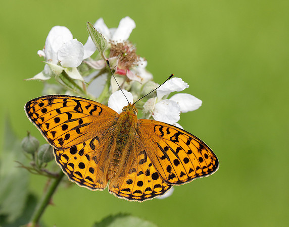 High Brown Fritillary Fabriciana adippe