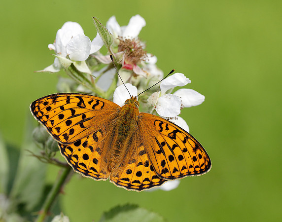 High Brown Fritillary Fabriciana adippe