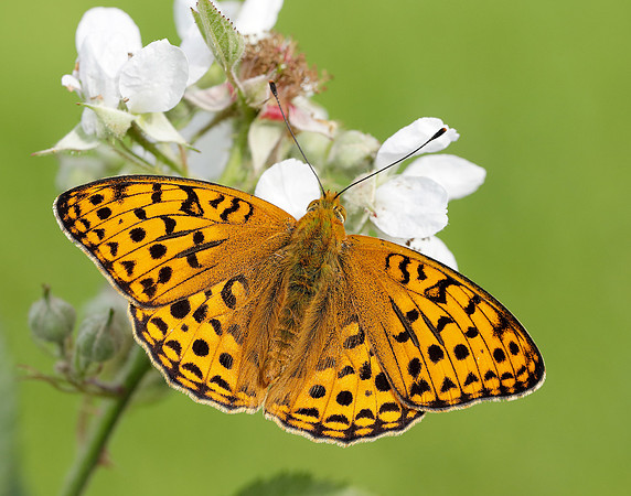 High Brown Fritillary Fabriciana adippe