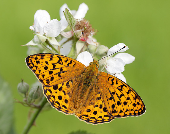 High Brown Fritillary Fabriciana adippe