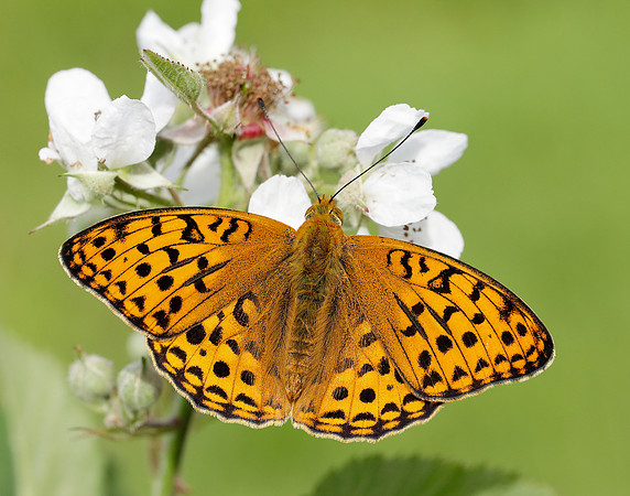 High Brown Fritillary Fabriciana adippe