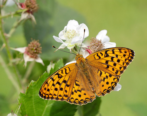 High Brown Fritillary Fabriciana adippe