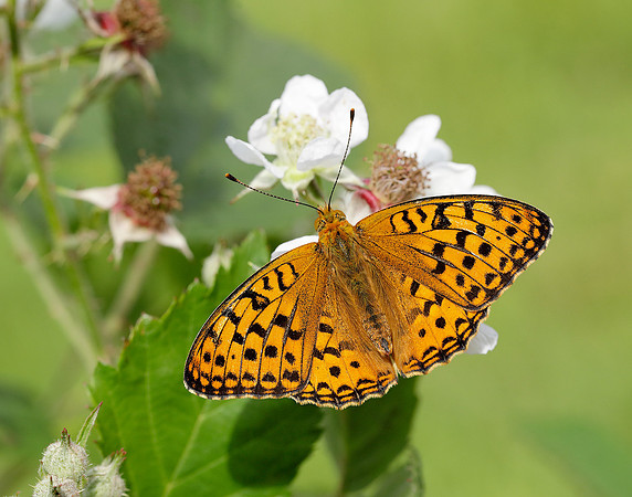 High Brown Fritillary Fabriciana adippe