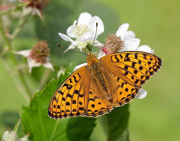 High Brown Fritillary Fabriciana adippe
