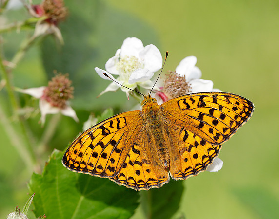 High Brown Fritillary Fabriciana adippe